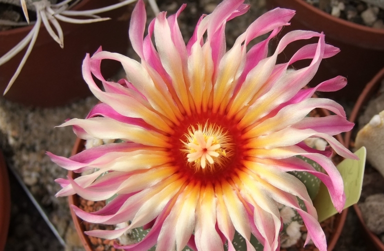 Botanická zahrada (1)